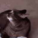 huh animated emote from 𝐺𝑂𝑇𝐶/𝐸𝑚𝑜𝑗𝑖𝑠
