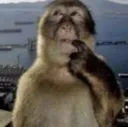 monkeythinking