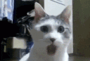 emoji_30 animated Discord emote | Call of booty