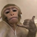 A monkey wearing white earbuds makes a shaka hand gesture towards the camera.