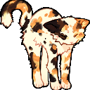 A calico cat arching its back in a deep stretch.