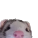 ferret_peek