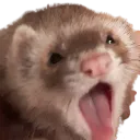 ferret_scream