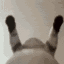 foshasion animated Discord emote - ˚₊‧꒰ა 𝓣𝓱𝓮 𝓐𝓷𝓰𝓮𝓵𝓼 𝓸𝓯 𝓟𝓪𝓻𝓪𝓭𝓲𝓼𝓮 ໒꒱ ‧₊˚