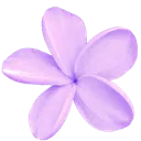 A five-petaled purple flower centered on a dark background.