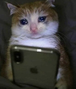 A cat with teary eyes looking down at a smartphone screen.