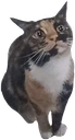 katsup