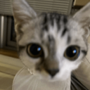 6935catcore28 custom emote | 𝐀𝐋𝐋𝐈𝐀𝐍𝐂𝐄 𝟒𝐒𝐕 •|• 𝐊𝐃 𝟏𝟎𝟔𝟖𝟖