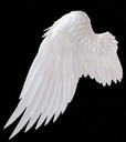 wingL Discord Emoji - 𝕸𝖊𝖉𝖚𝖘𝖆