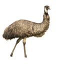 A brown emu stands against a blue and red background with a neutral, staring expression.