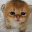 lonely Discord Emoji - 𝐀𝐋𝐋𝐈𝐀𝐍𝐂𝐄 𝟒𝐒𝐕 •|• 𝐊𝐃 𝟏𝟎𝟔𝟖𝟖