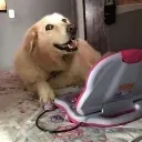 dogf1