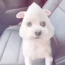 dogf3