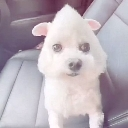 dogf3 Discord Emoji - 𝑃𝑎𝑤💤.𝑒𝑥𝑒
