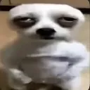dogf4