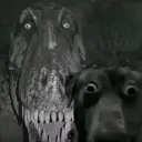 dogf5