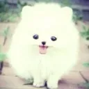 dogc1