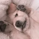 dogc2