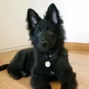 dogc3