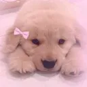 dogc4
