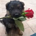 dogc5
