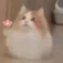 catc1