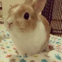 bunyc1