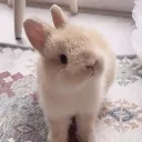 bunyc2