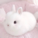 bunyc3 Discord Emoji - 𝑃𝑎𝑤💤.𝑒𝑥𝑒