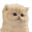 dumbcatt custom emote - INDIAN HuB 🇮🇳  | Indian Discord server • Make friends • hindi  •  vc  • discord india