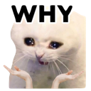 A white cat with teary eyes and human hands held up in a shrug with the word WHY written above it.