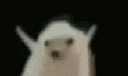 hedgeDance Discord emoji