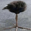 A small, fluffy black bird standing on a single, long, thin leg.