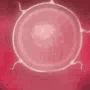 Preggers animated emote from 🖤 Solaris | Ask2Dm