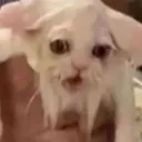 A wet cat with large watery eyes and an open mouth looking confused and distressed.