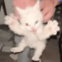 A white kitten held in the air with its paws outstretched and mouth slightly open in a mock-aggressive pose.