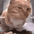 catsideeye animated GIF emoji | Despised Icon (18+)