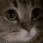catmeow animated Discord emote from Despised Icon (18+)