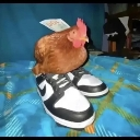 :galinha: