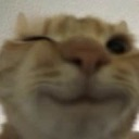 :cheekycat: