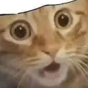 a_catShock Discord emoji