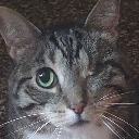 cat_kousa_smol_bean_eye Discord emoji