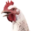 chicken Discord Emoji - RustProfit.com