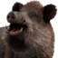 :boar: