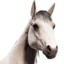 horse Discord Emoji - RustProfit.com