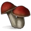 Two red-capped mushrooms standing side by side with thick white stalks.