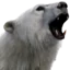 Polar bear with mouth wide open in a fierce, aggressive roar.