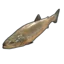 A fish with bright pink and red glitch artifacts overlaying its body on a black background.