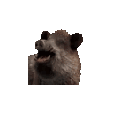 A series of wild boars with mouths wide open in a laughing expression.