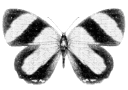 Four identical black and white butterflies arranged in a horizontal row.